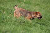 BORDER TERRIER 134